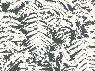 Behang van Little Greene met witte bladeren op een zwarte achtergrond Fern - Off Black