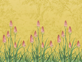 Little Greene Upper Brook Street - Soleil