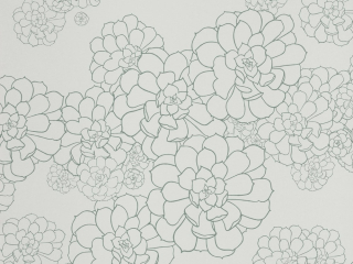 Paint & Paper Library Aeonium - Blue Gum