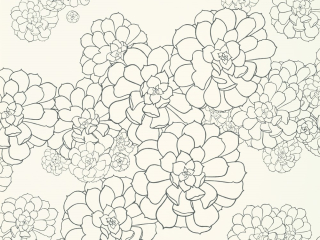 Paint & Paper Library Aeonium - Clean White