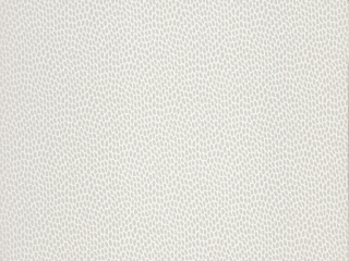 Paint & Paper Library Seedpod - Salt