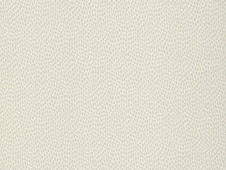 Paint & Paper Library Seedpod - Wattle