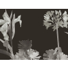Paint & Paper Library Aloe Walk - Perse Grey