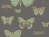 Cole & Son Butterflies & Dragonflies - 103/15067