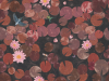 Little Greene Lily Pads - Adventurer