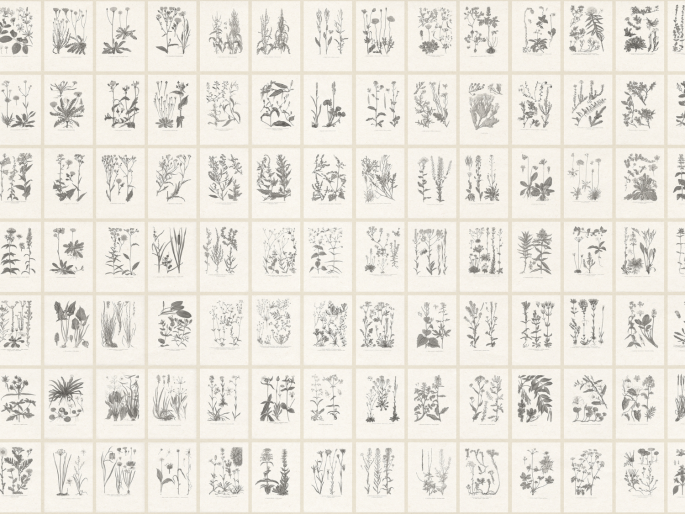 Sandberg Botanica - Graphite