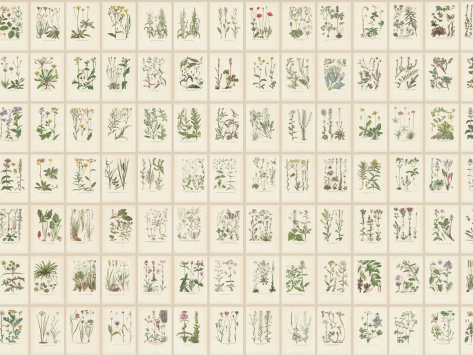 Sandberg Botanica - Oat