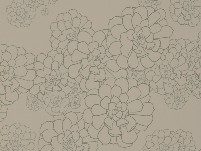 Paint & Paper Library Aeonium - Cotton