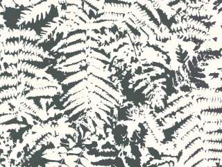 Behang van Little Greene met witte bladeren op een zwarte achtergrond Fern - Off Black