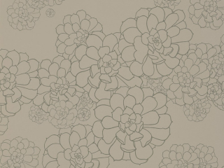 Aeonium - Cotton