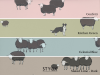 Little Greene Nip & Lassie - Celestial Blue