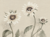 Sandberg Sunflowers - White