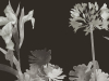 Paint & Paper Library Aloe Walk - Perse Grey