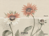 Sandberg Sunflowers - Peach