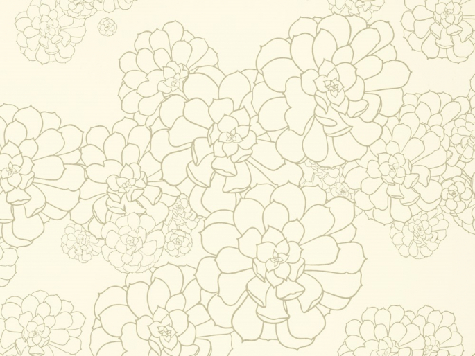 Aeonium - Wattle